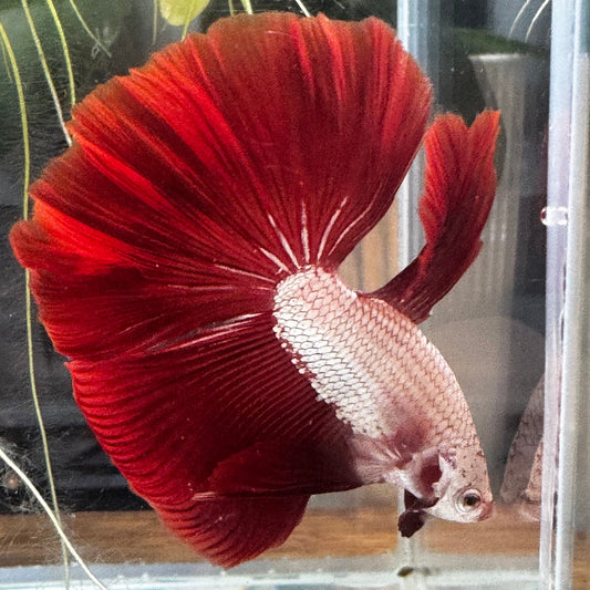Betta Red Dragon Halfmoon - Male