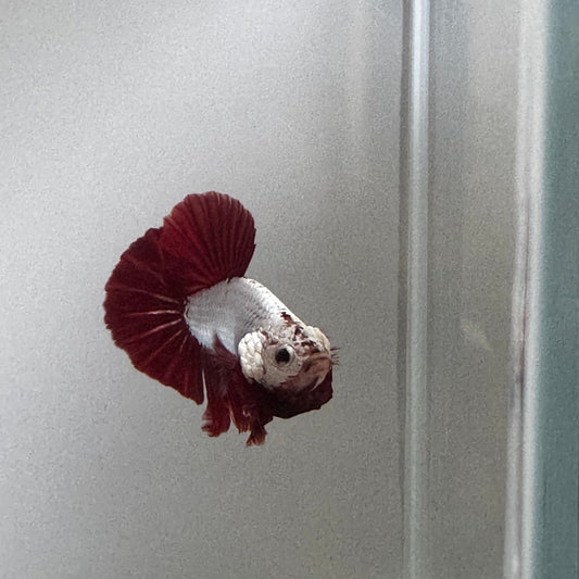 Betta Red Dragon HMPK - Male
