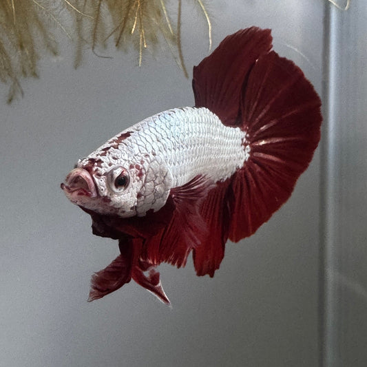 Betta Red Dragon HMPK - Male