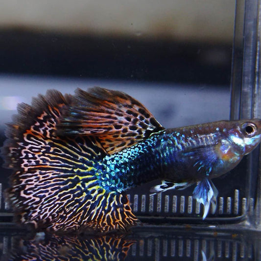 Red Dragon Guppy Trio