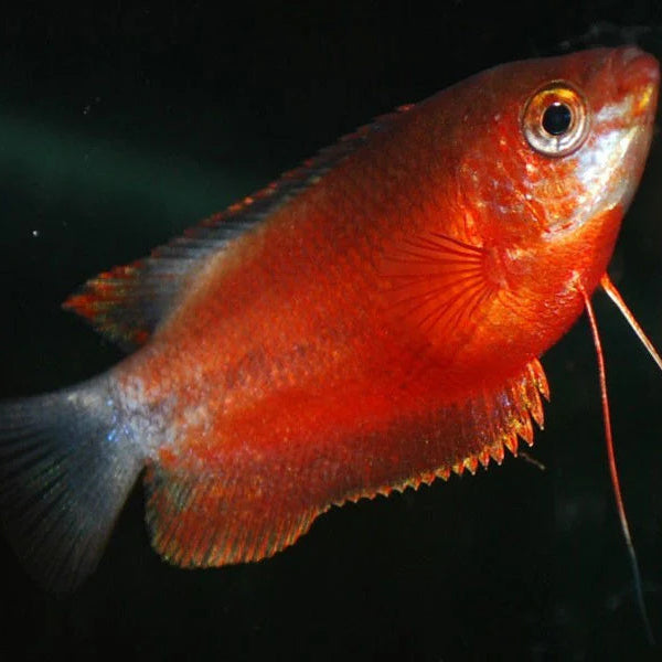 Gourami miel
