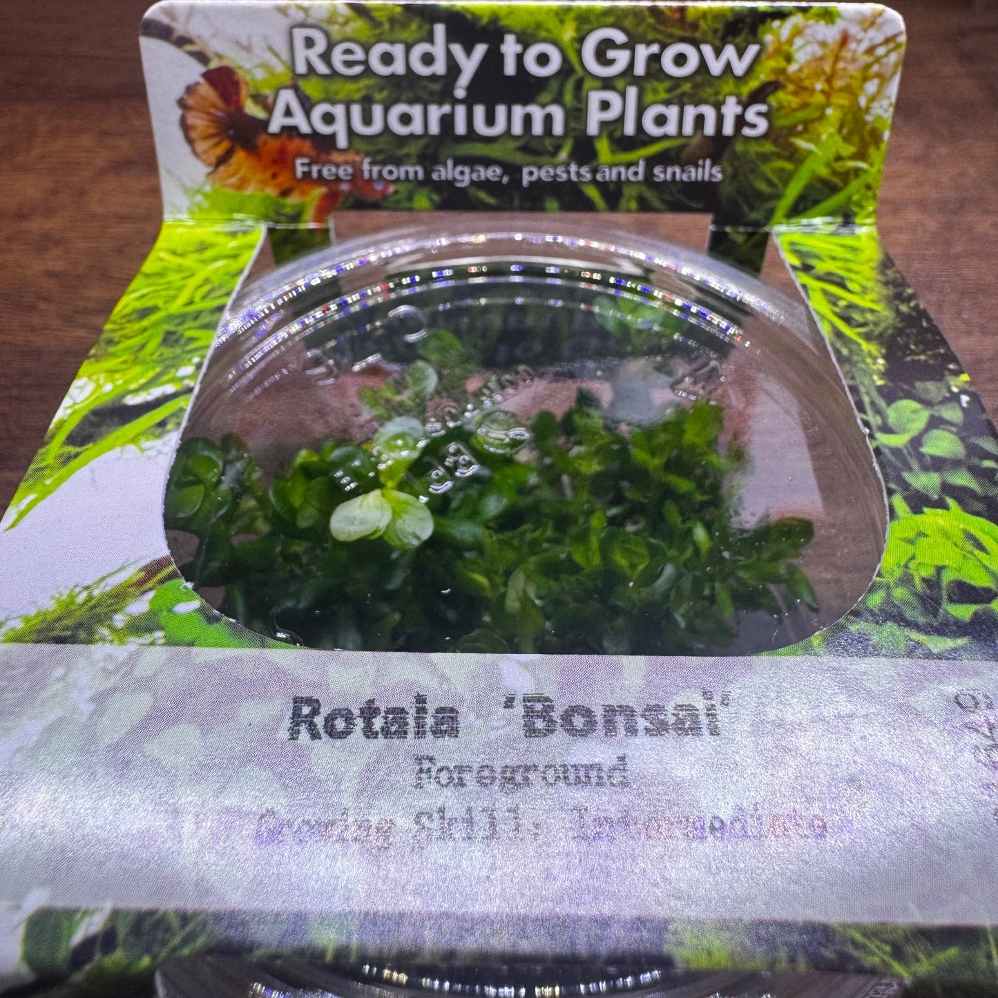Rotala 'Bonsai' t/c in cup