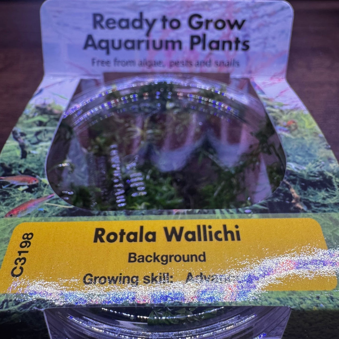 Rotala wallichii t/c in cup