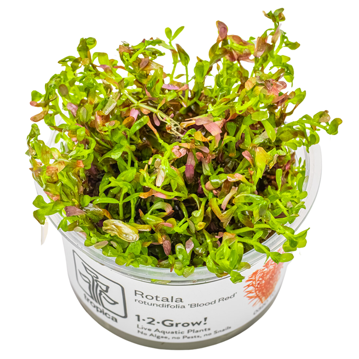 Tropica 1-2-Grow Rotala rotundifolia 'Blood Red'