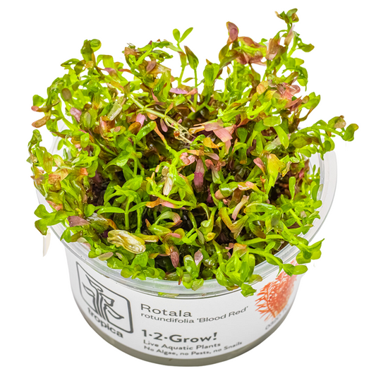 Tropica 1-2-Grow Rotala rotundifolia 'Blood Red'