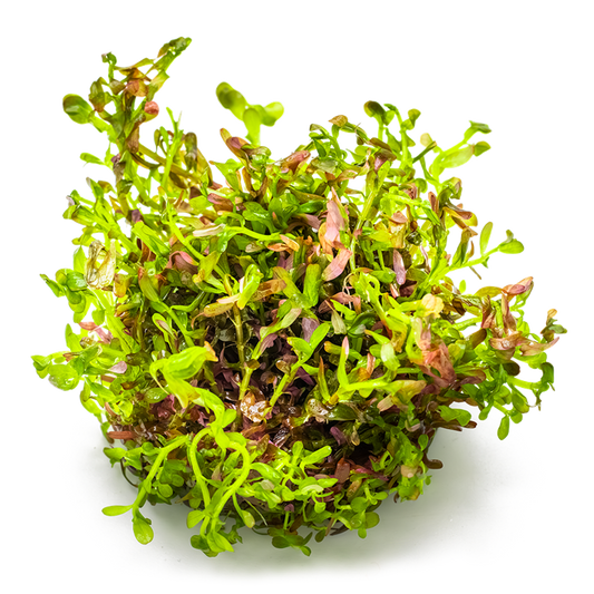 Tropica 1-2-Grow Rotala rotundifolia 'Blood Red'