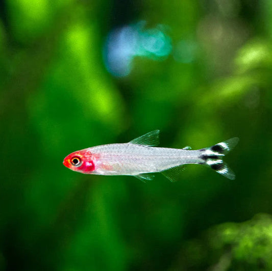 Rummy Nose Tetra
