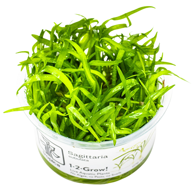 Tropica 1-2-Grow Sagittaria subulata