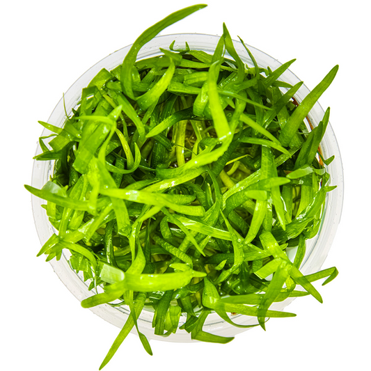 Tropica 1-2-Grow Sagittaria subulata