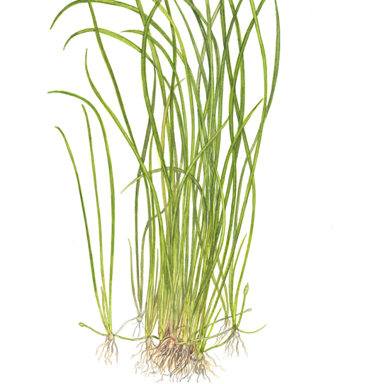 1-2-Grow Sagittaria subulata "Needle Leaf"