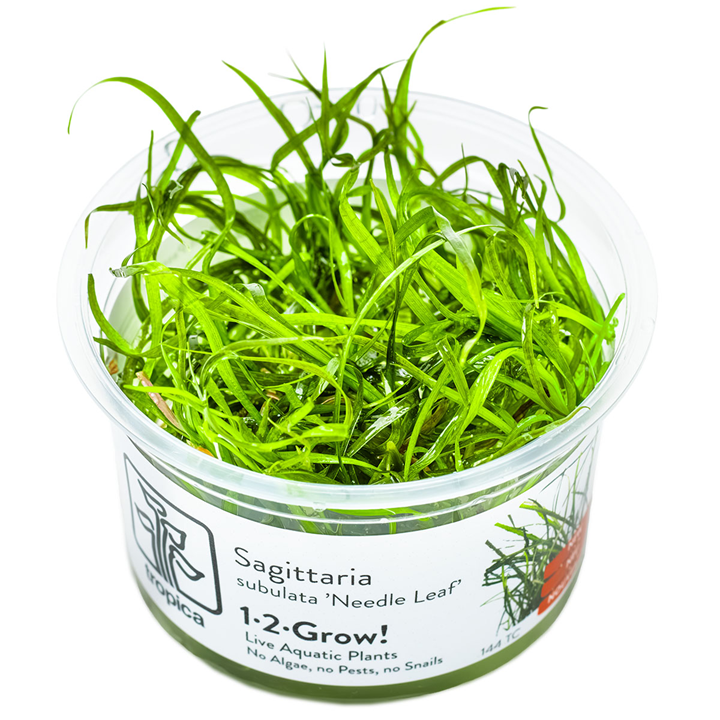 1-2-Grow Sagittaria subulata "Needle Leaf"