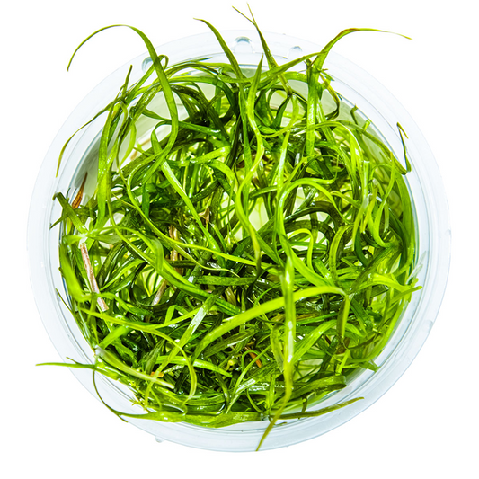 1-2-Grow Sagittaria subulata "Needle Leaf"