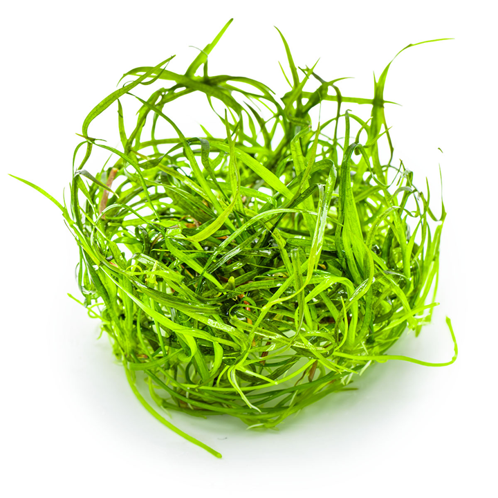 1-2-Grow Sagittaria subulata "Needle Leaf"