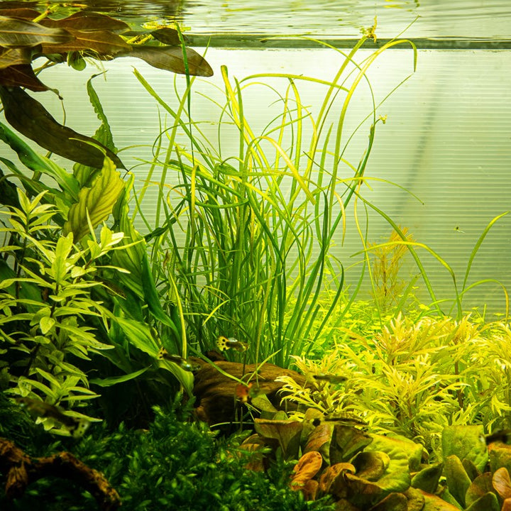 1-2-Grow Sagittaria subulata "Needle Leaf"