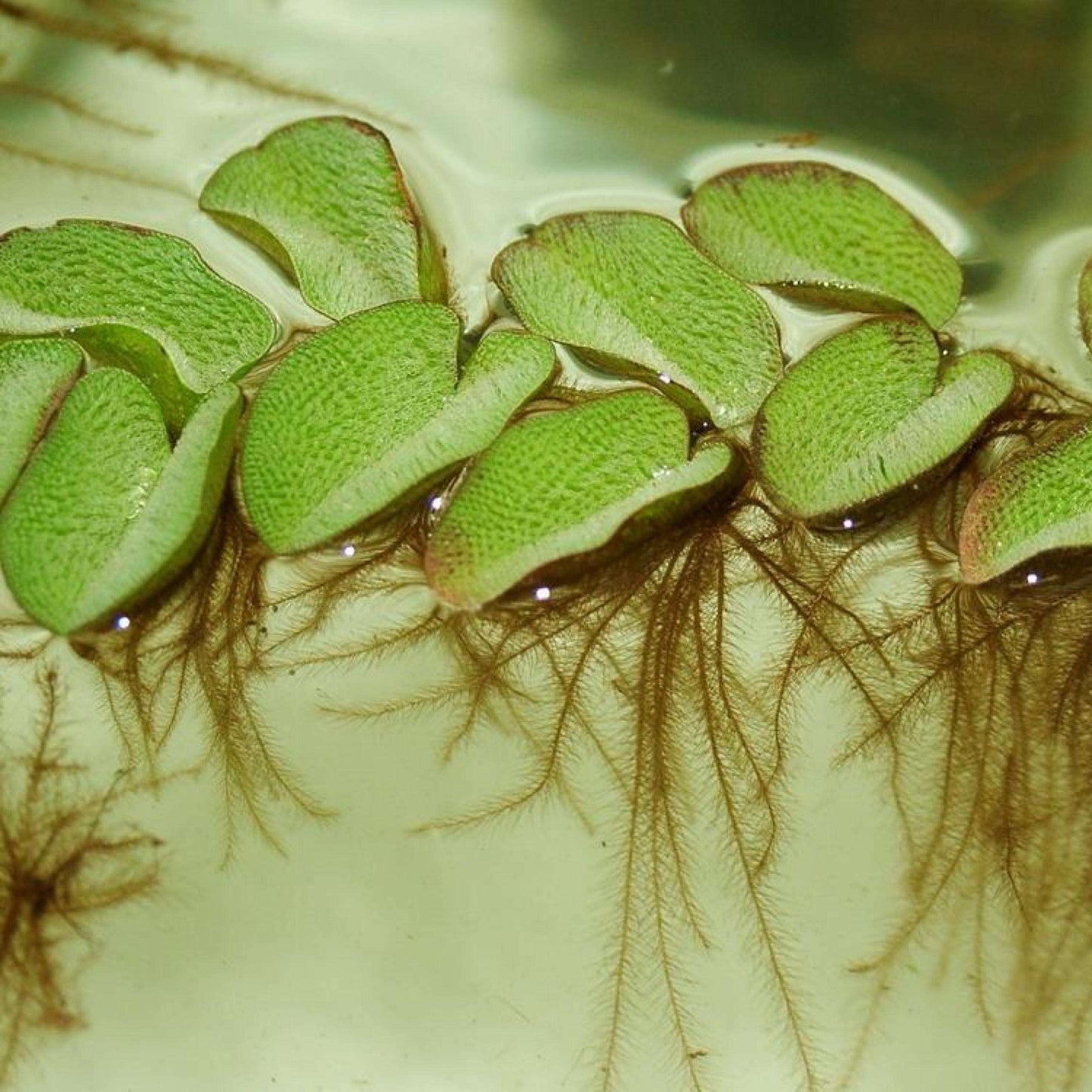 Salvinia minima