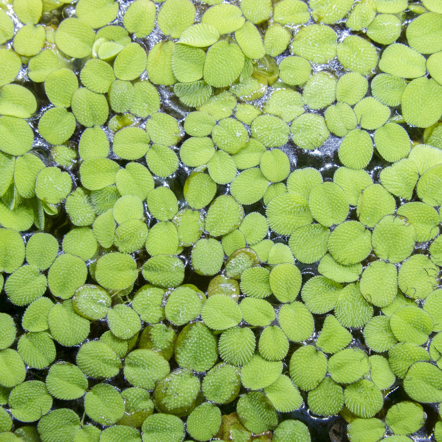 Salvinia minima