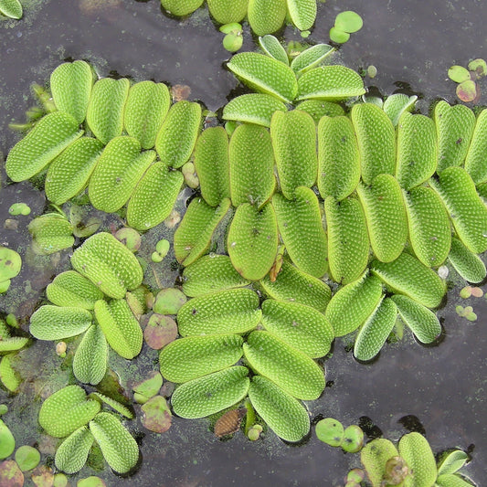 Salvinia natans
