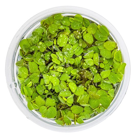 Tropica 1-2-Grow Salvinia minima