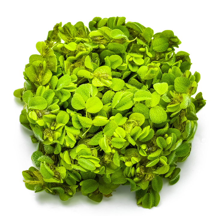 Tropica 1-2-Grow Salvinia minima