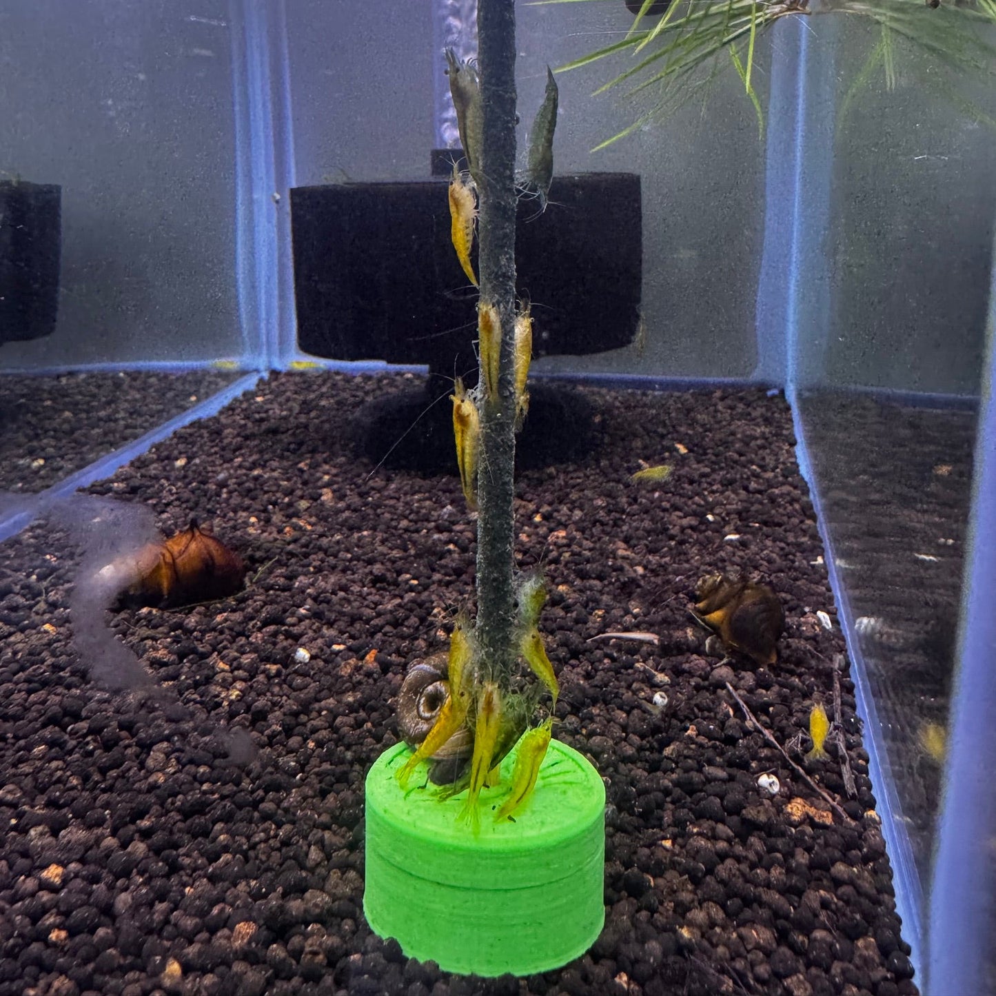 Shrimp Lollipop Holder