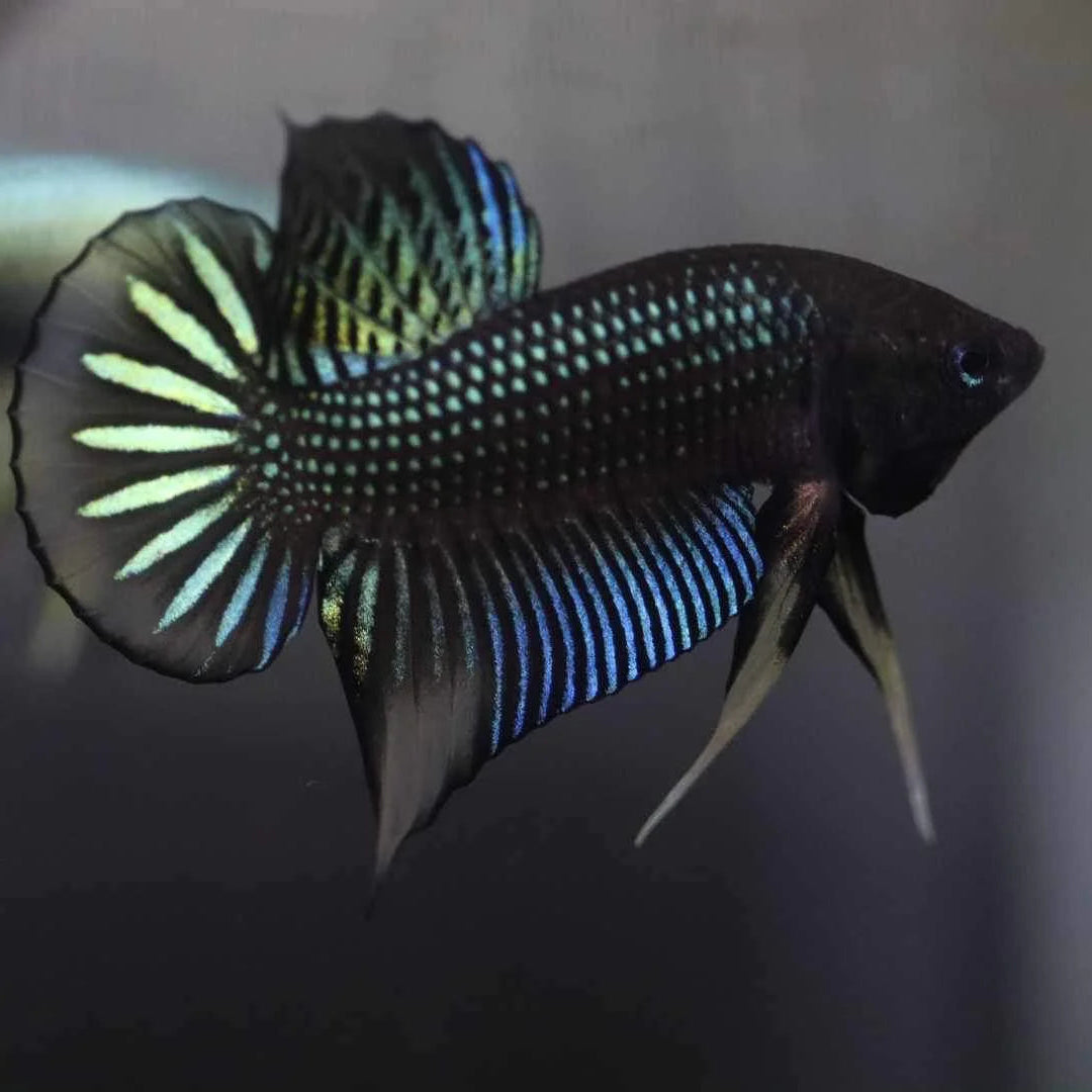 Wild Betta Siambellis Green Yellow - Male