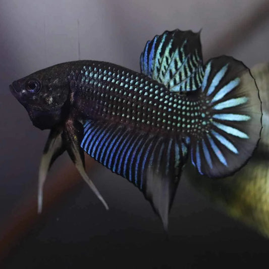 Wild Betta Siambellis Green Yellow - Male