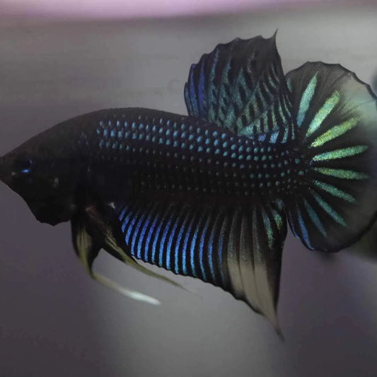 Wild Betta Siambellis Green Yellow - Male