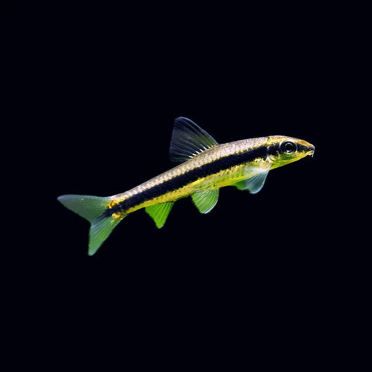 Siamese Algae Eater