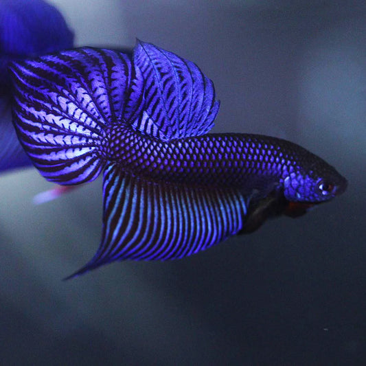 Betta Smaragdina Blue - Male