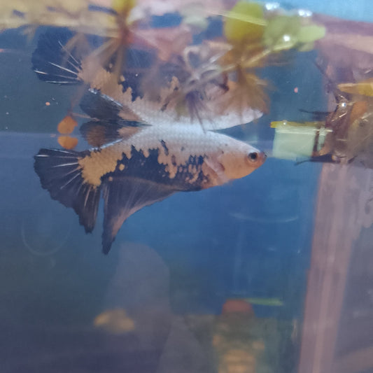 HM Snow Mamba - Female