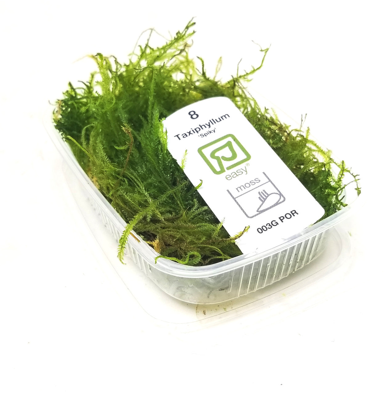 Taxiphyllum sp. 'Spiky Moss' (Portion)