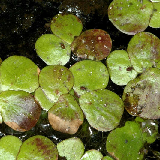 Greater Duckweed (Spirodela polyrrhiza)