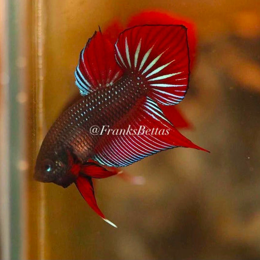 Betta Splendens Hybrid - Male