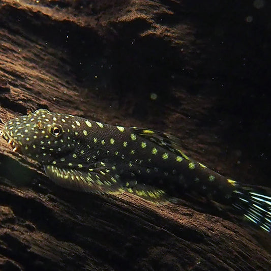 Spotted Borneo Sucker (Gastromyzon punctulatus)