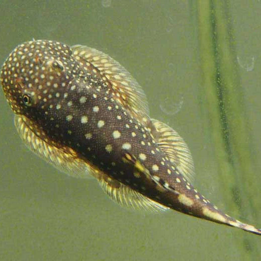 Spotted Borneo Sucker (Gastromyzon punctulatus)
