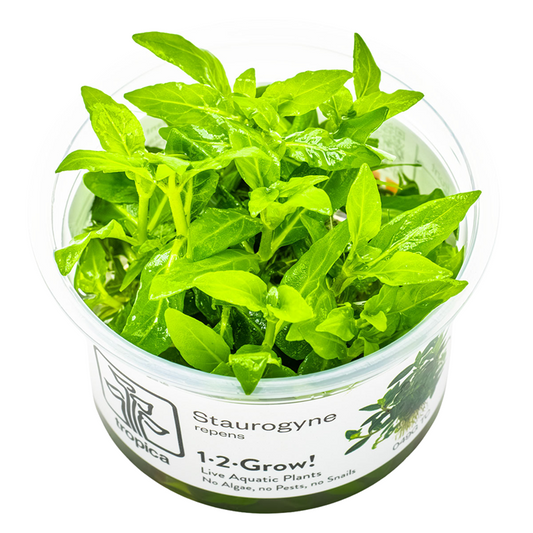 Tropica 1-2-Grow Staurogyne repens