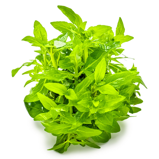Tropica 1-2-Grow Staurogyne repens