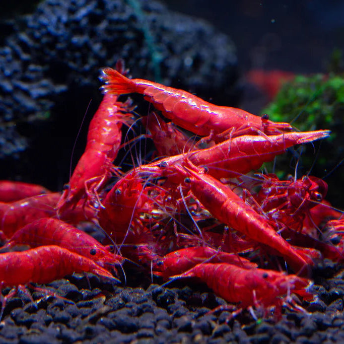 Cerise rouge (Neocaridina)