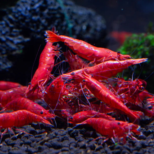 Cerise rouge (Neocaridina)