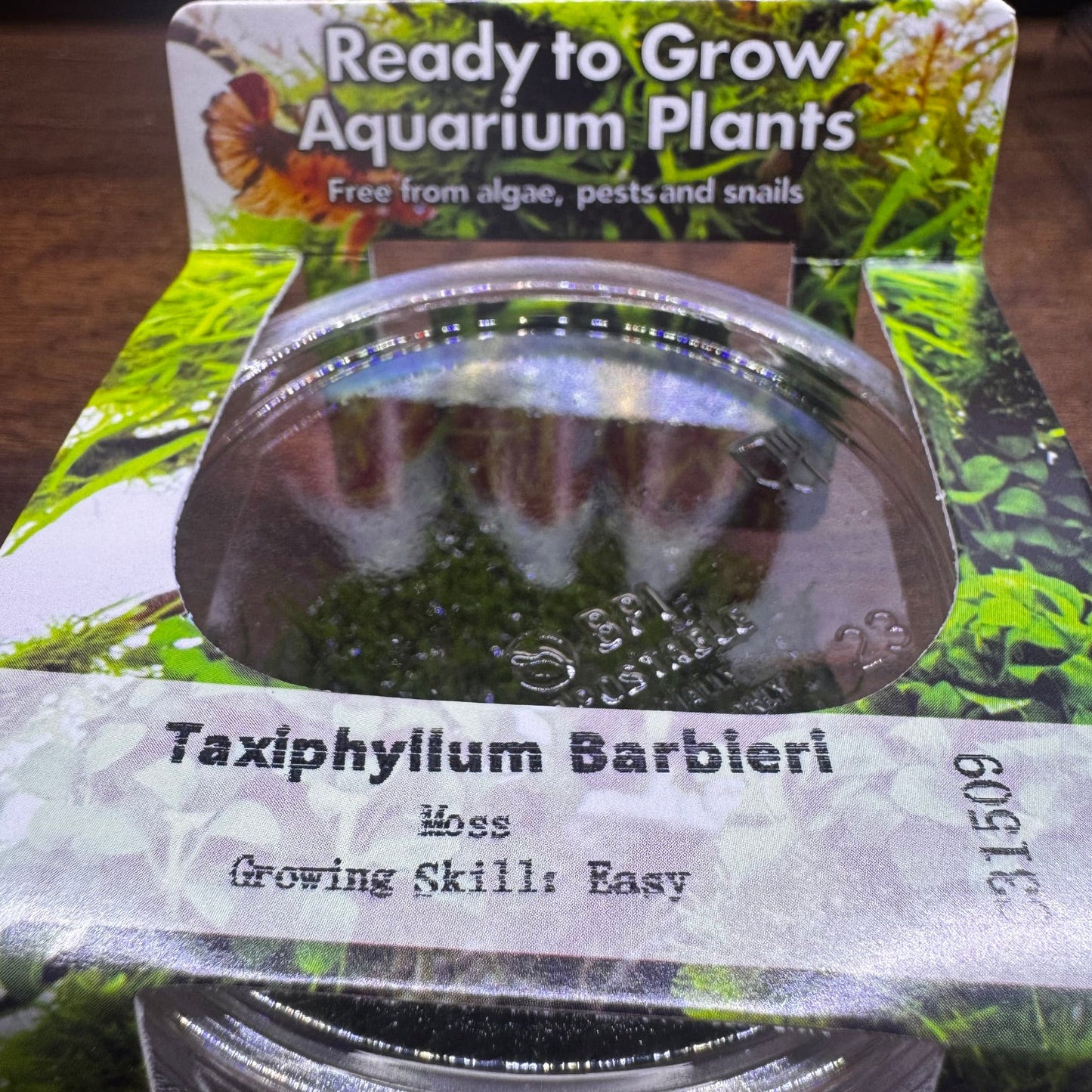 Taxiphyllum berbieri t/c in cup