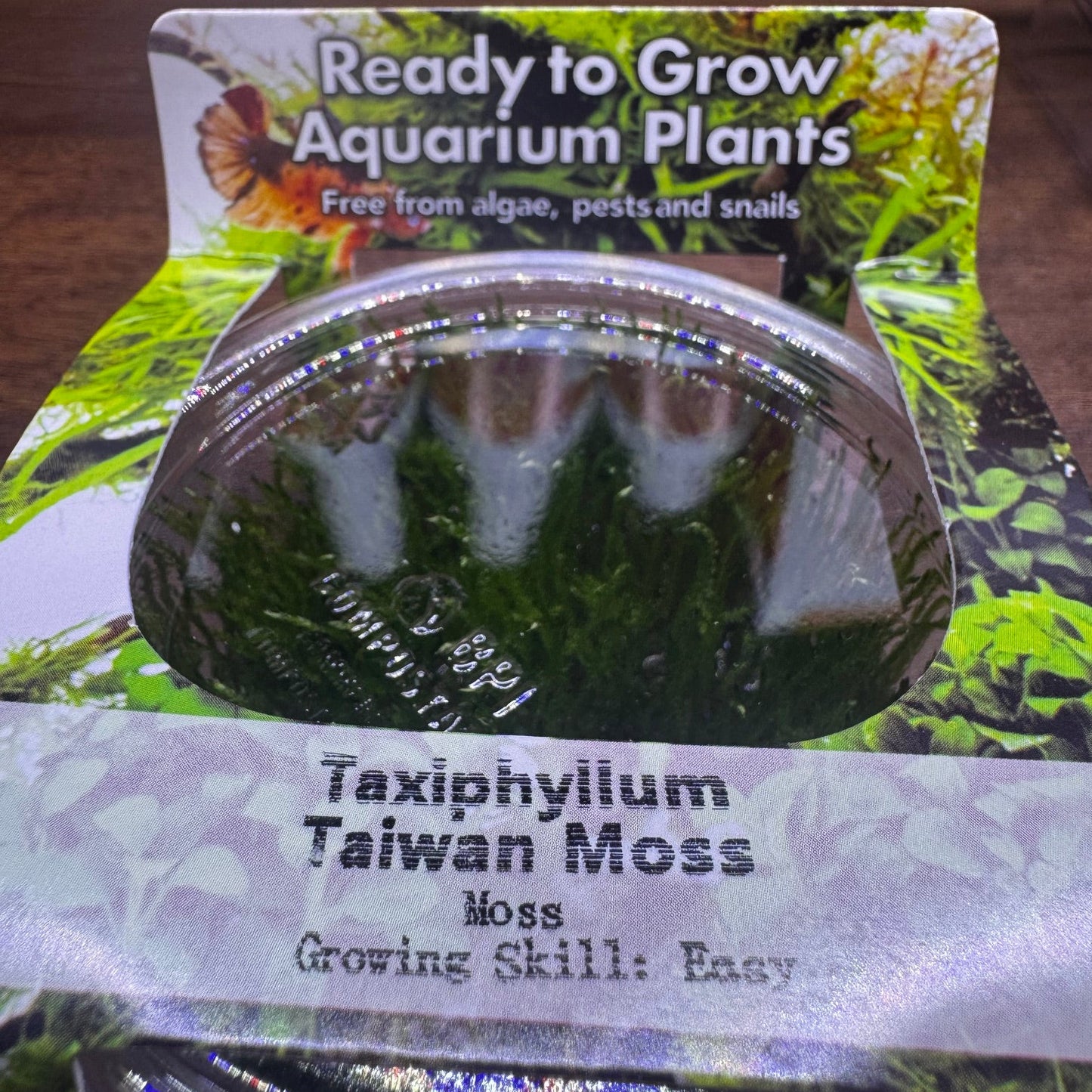 Taxiphyllum Alternans 'Taiwan Moss' t/c in cup
