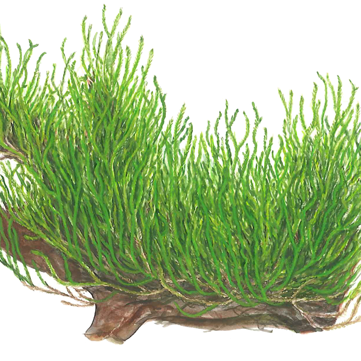 Tropica 1-2-Grow Taxiphyllum sp. ’Flame Moss’