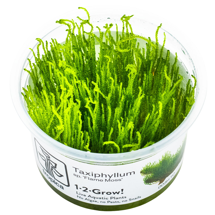 Tropica 1-2-Grow Taxiphyllum sp. ’Flame Moss’