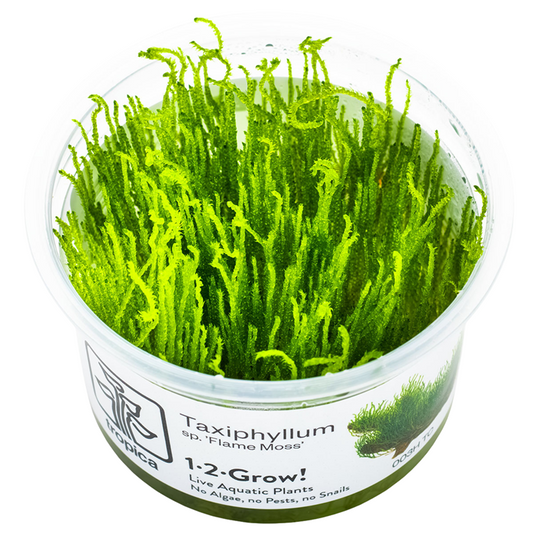 Tropica 1-2-Grow Taxiphyllum sp. ’Flame Moss’