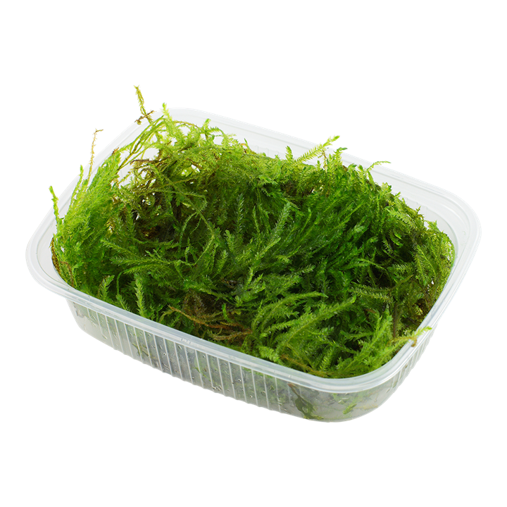 Taxiphyllum sp. 'Spiky Moss' (Portion)