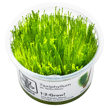 1-2 Grow Taxiphyllum sp. 'Spiky Moss'