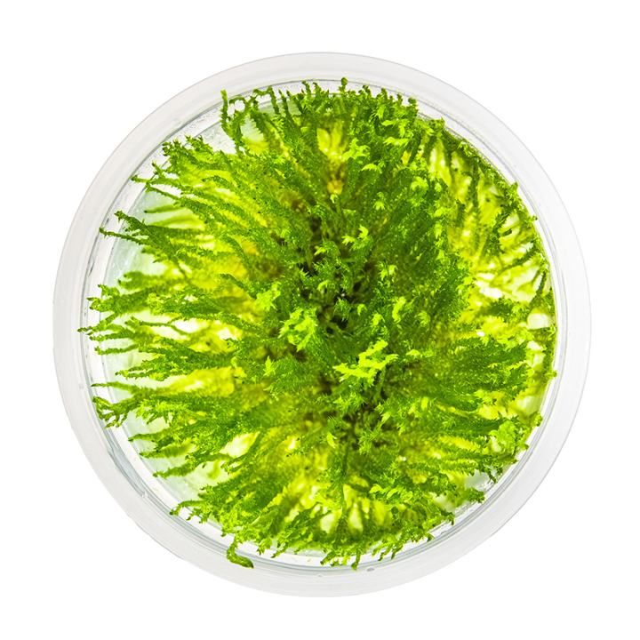 1-2 Grow Taxiphyllum sp. 'Spiky Moss'