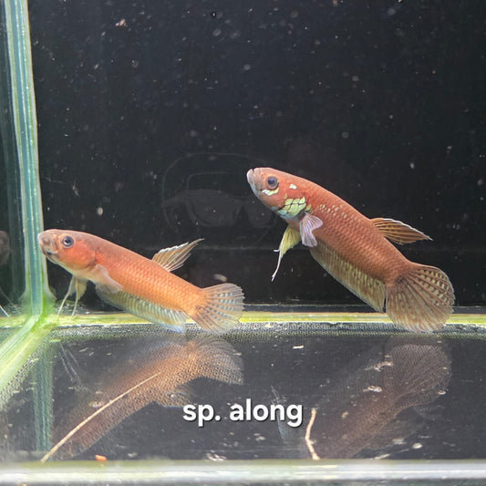 Betta Unimaculata