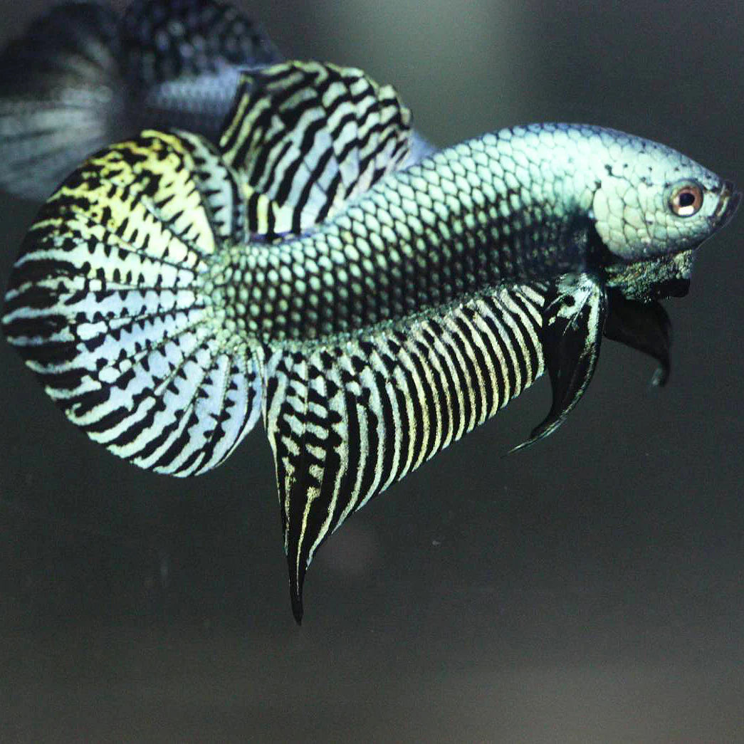 Alien Betta Green - pair