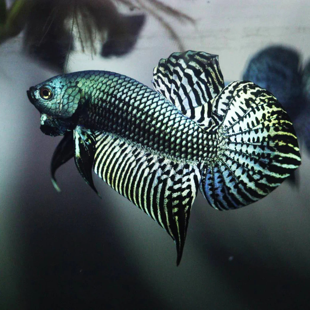 Alien Betta Green - pair